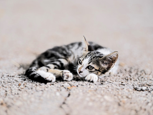 �1757750 �������(a): ����������:4500x3375